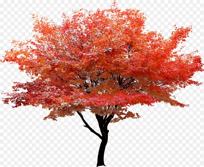 红色树叶大树海报