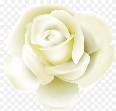 七夕白色玫瑰花素材