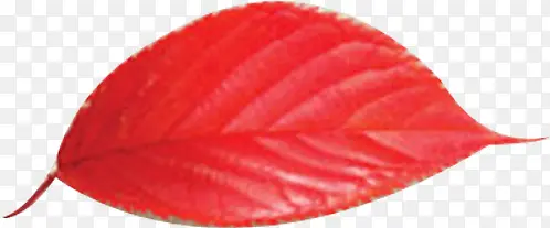 红色高清古风树叶