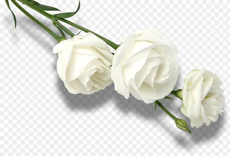 三朵白色纯洁玫瑰