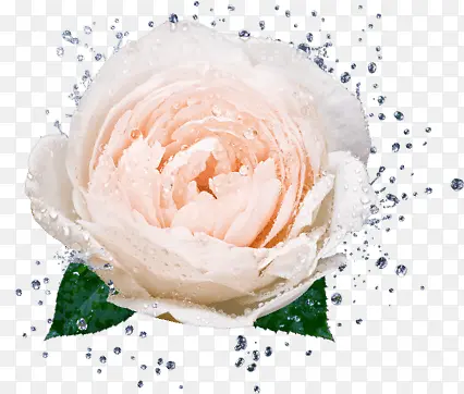 白色重叠玫瑰华美