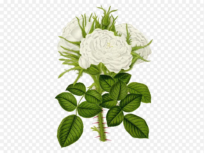 三朵白色玫瑰
