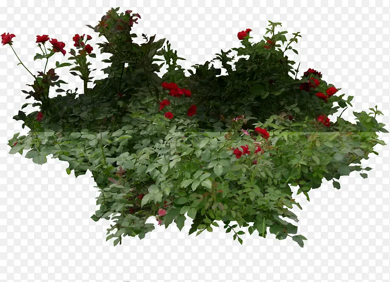 红色小花植物树叶
