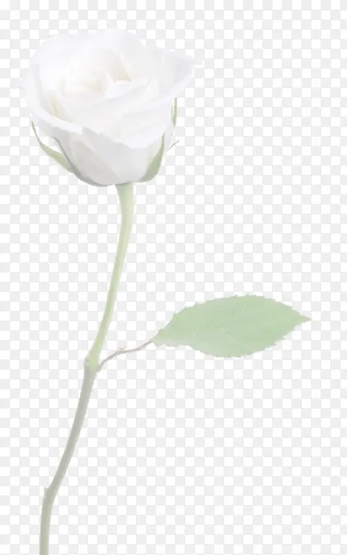 白色盛开玫瑰素材洁白