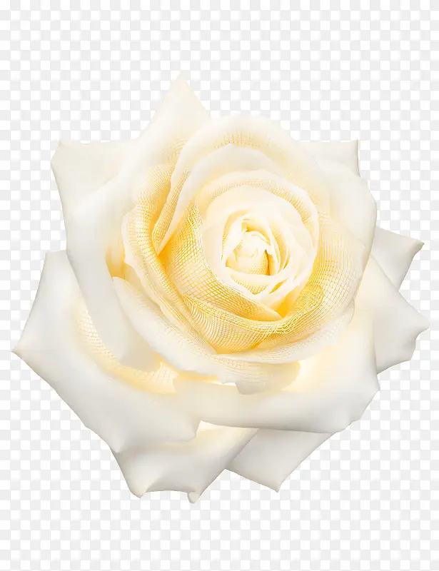创意手绘合成白色玫瑰