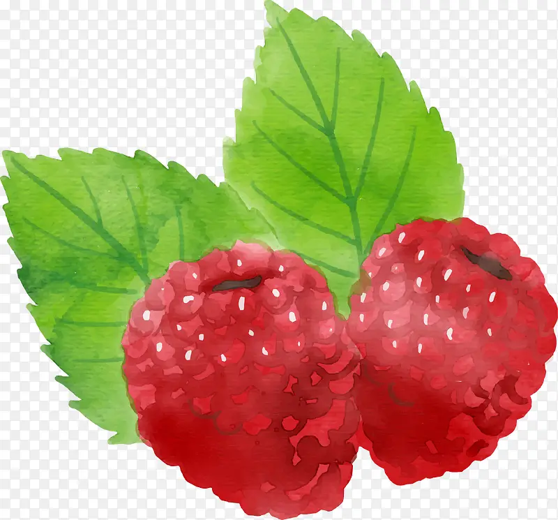 矢量手绘红色树莓