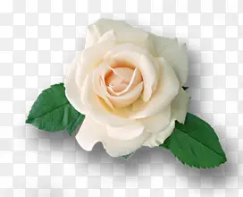 白色玫瑰植物素材