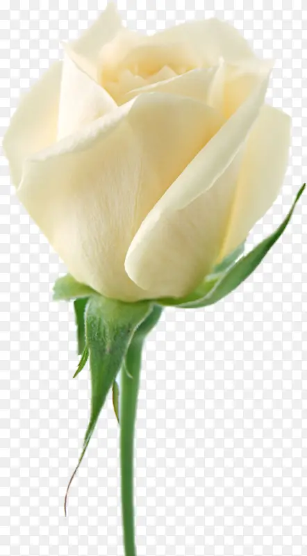 白色玫瑰实物