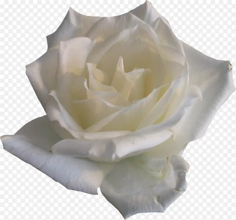 白色盛开玫瑰