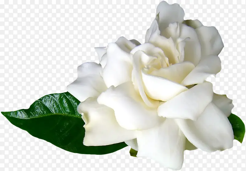 高清白色玫瑰花摄影