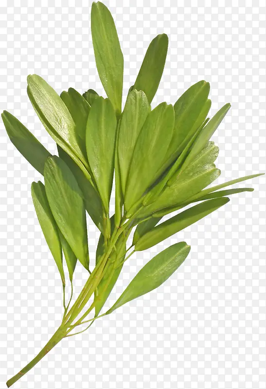 绿草