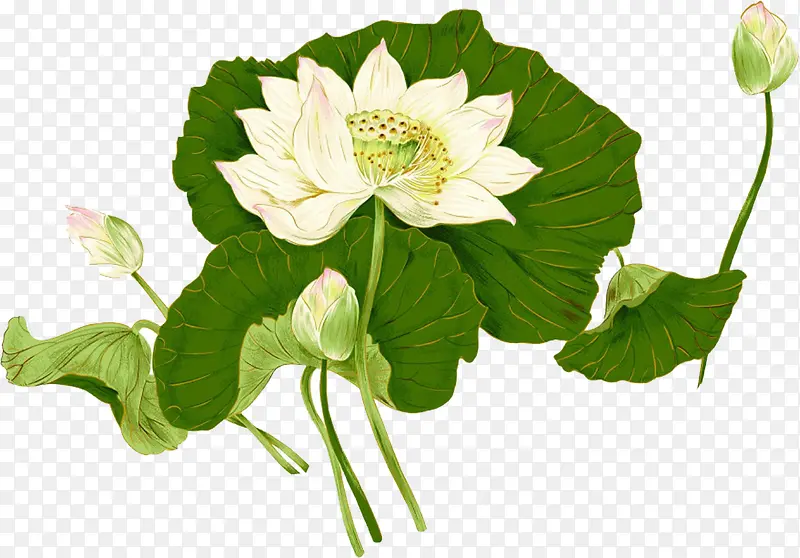 手绘创意合成荷花效果