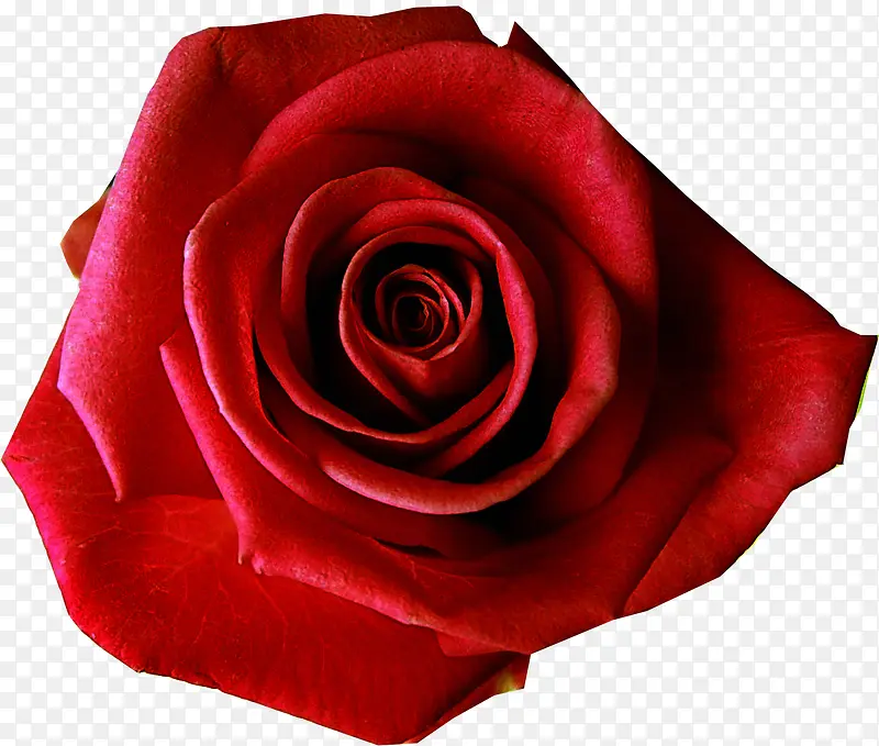 红色绽放新鲜玫瑰