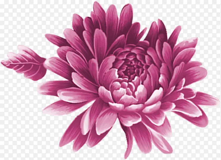 创意手绘素材紫色的海棠花