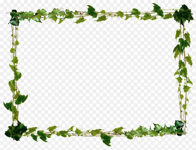 绿色创意植物草本边框