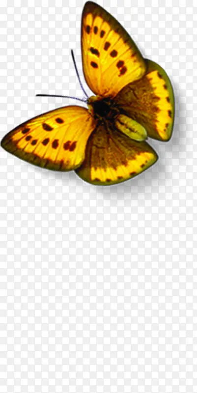 黄色卡通蝴蝶创意春天昆虫