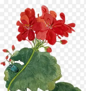 高清创意复古红色的花卉植物