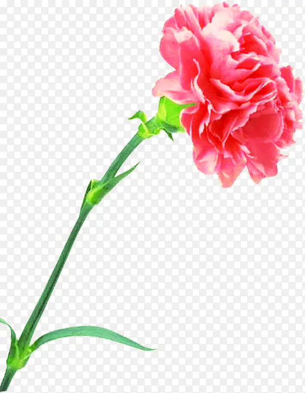 红色鲜艳花朵植物母亲节