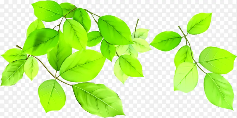 春季清新环保绿叶植物装饰