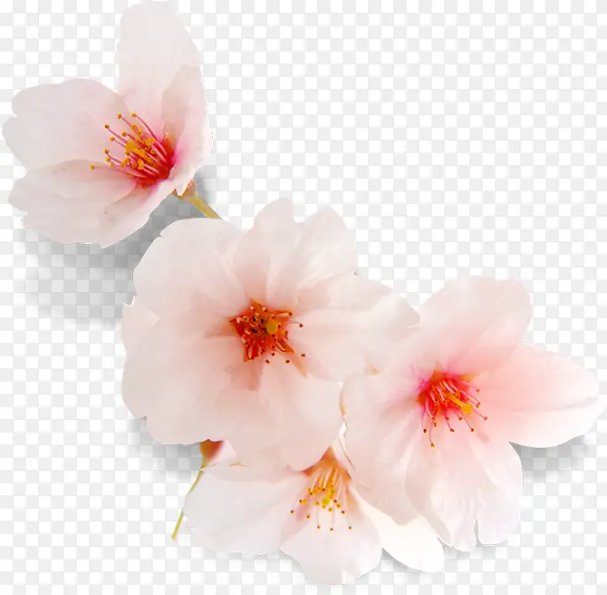 粉白色清新春季桃花