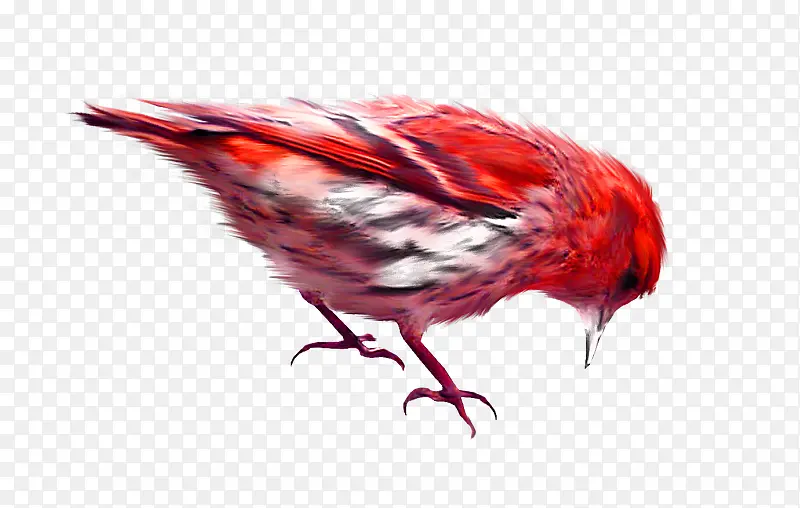 红色小麻雀