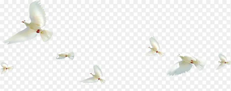 高清活动白色和平鸽效果飞翔