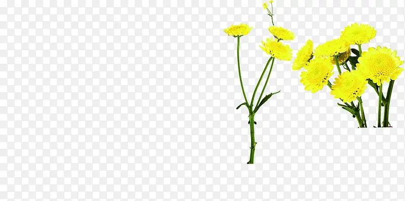 黄色唯美小花植物春天