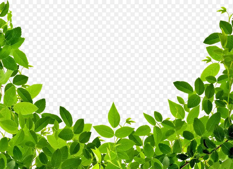 绿色清新植物装饰田园PNG图片素材下载_图片编号qonpzolg-免抠素材网