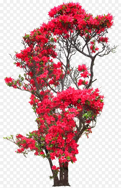 红色花朵花枝树木植物