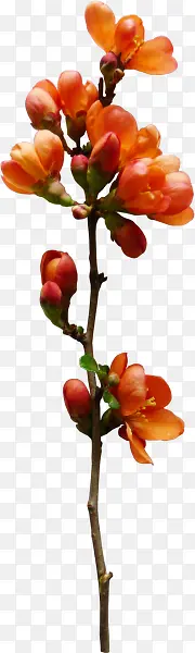 红色花朵花枝植物