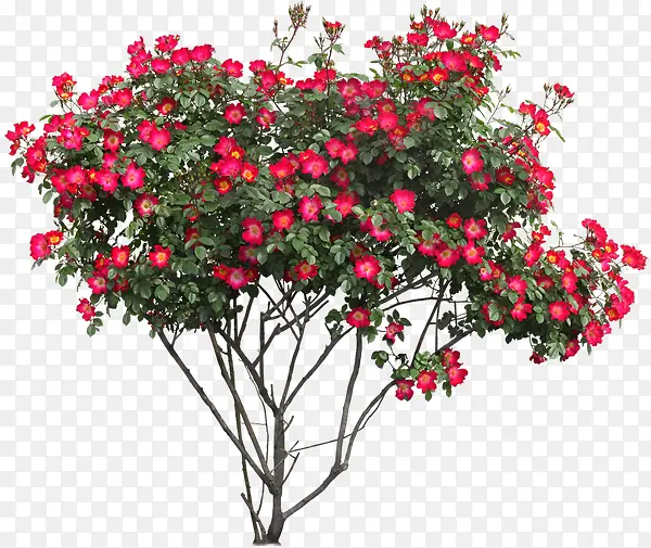 红色花朵花枝树木植物图片