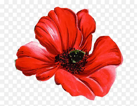 红色花朵手绘植物素材