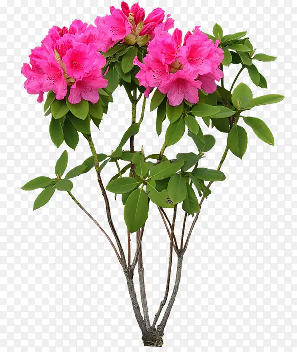 红色花朵花枝图片装饰