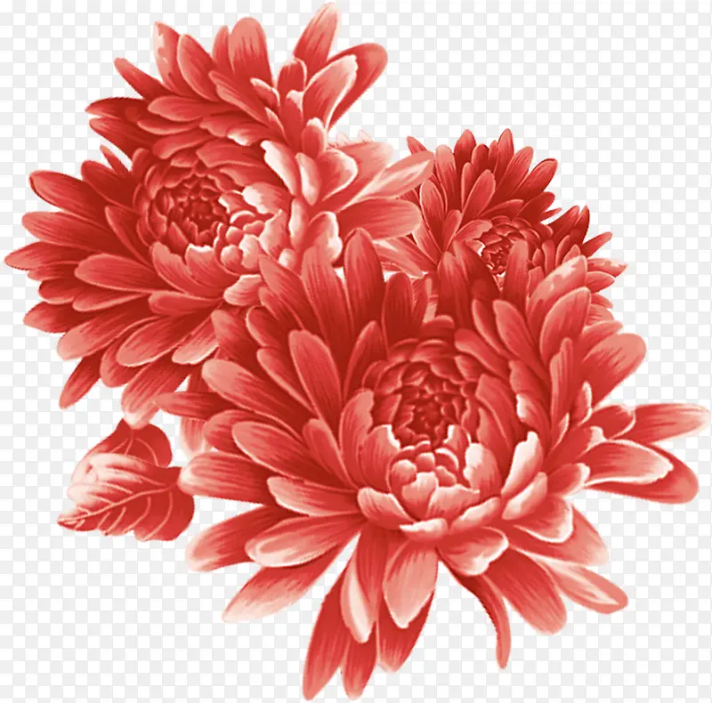中 秋节 鲜艳红色花朵