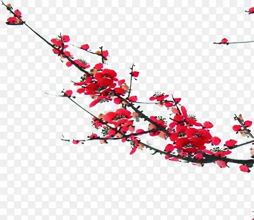 高清手绘红色花朵标语装饰