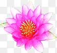 红色花朵效果植物
