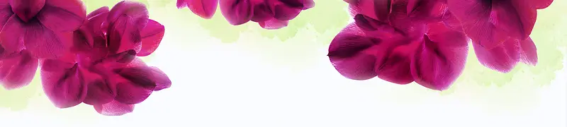 红色花朵艳丽承接页