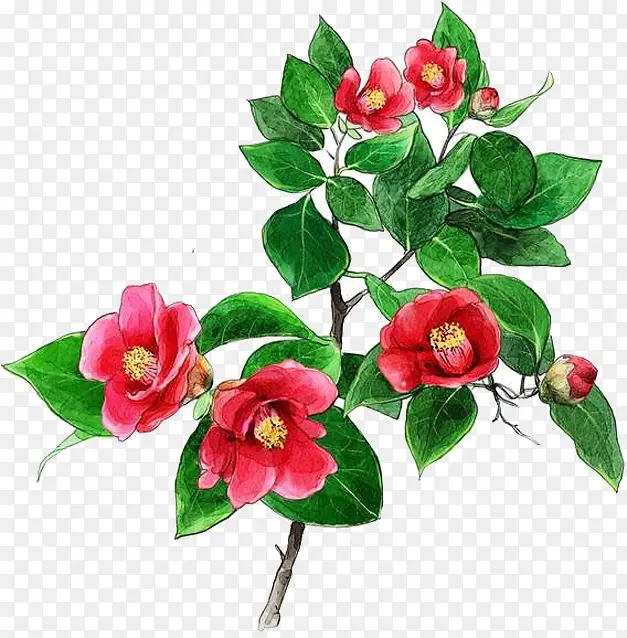红色手绘花朵美景植物