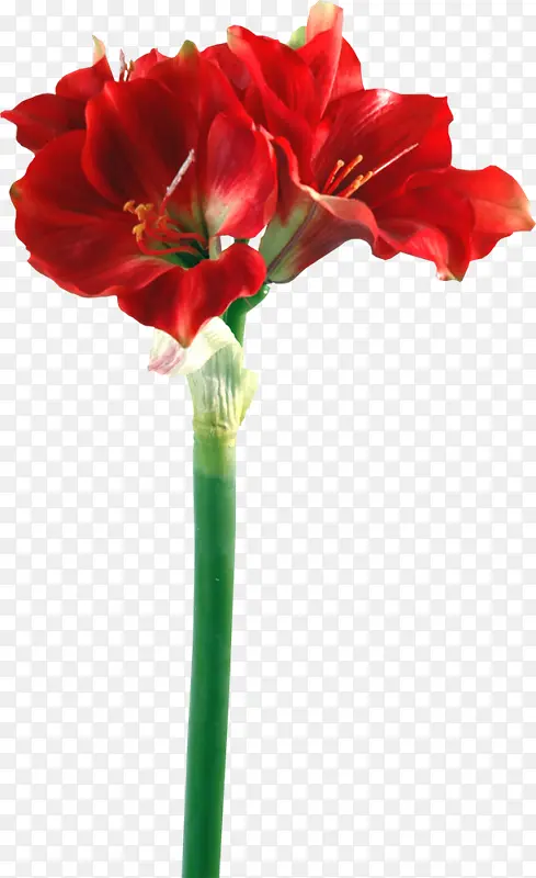 红色花朵素材植物高清