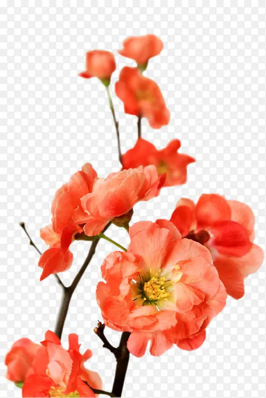 高清红色鲜艳花朵摆件