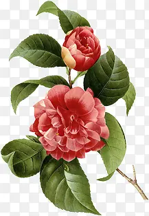 红色艺术花朵植物