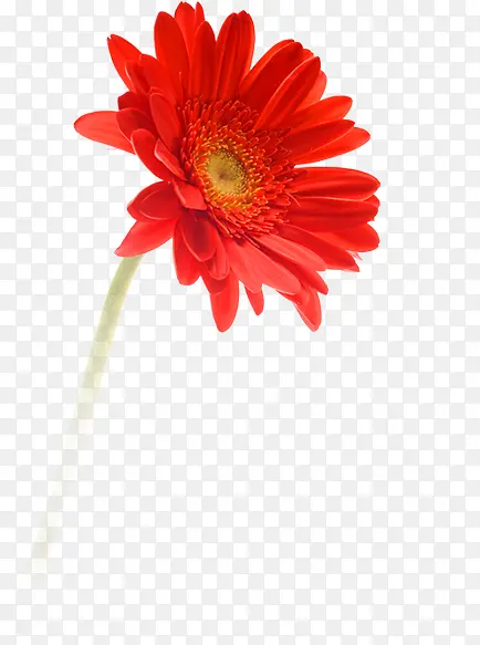 高清红色花朵雏菊
