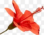 花朵红色鲜艳矢量高清素材