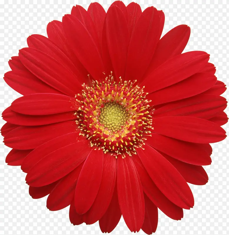 植物素材红色花朵