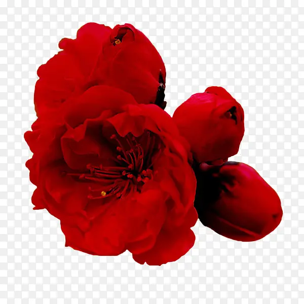 三朵红色花朵
