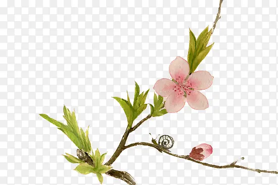 红色花朵绿色花枝