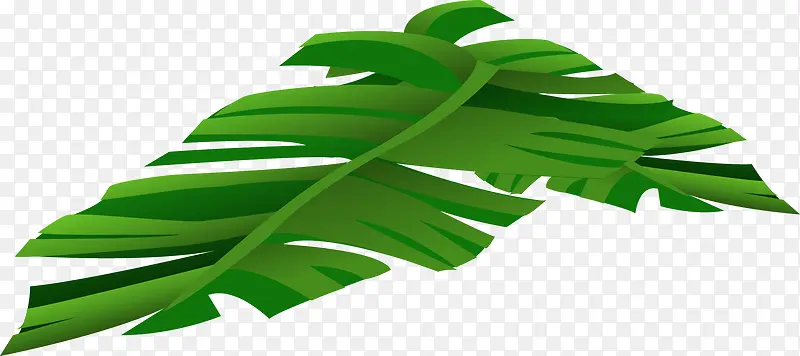 绿色椰子叶子