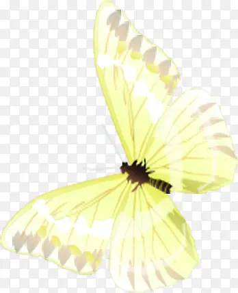 创意合成飞舞的黄色蝴蝶效果