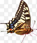 创意合成飞舞的蝴蝶造型昆虫