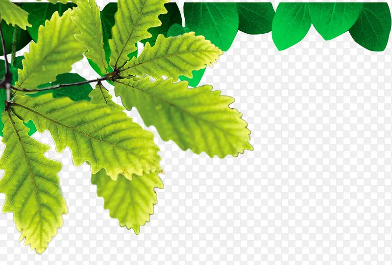 树枝绿叶装饰元素